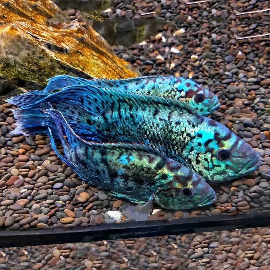 Electric Blue Jack Dempsey South American Cichlid Live Fish
