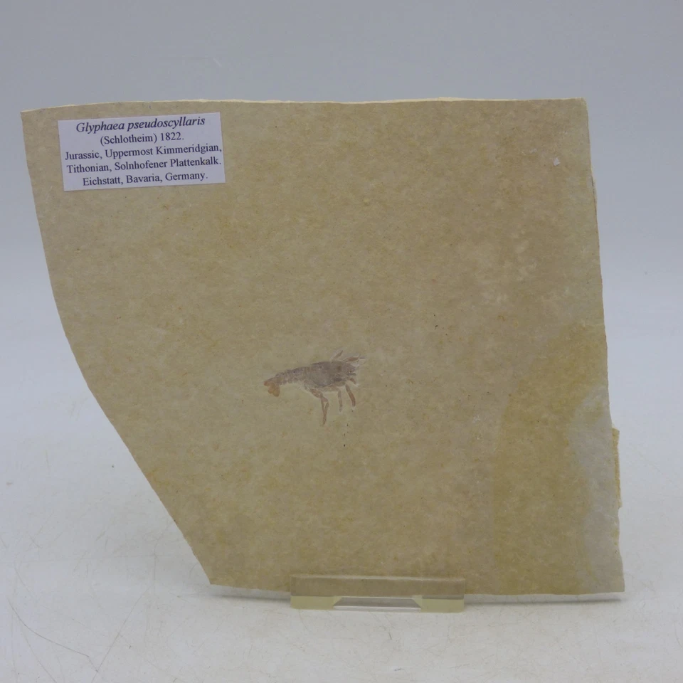 Fósil Jurásico Langosta Glifaea Crustáceo Solnhofen Baviera Alemania + soporte - Imagen 4 de 4