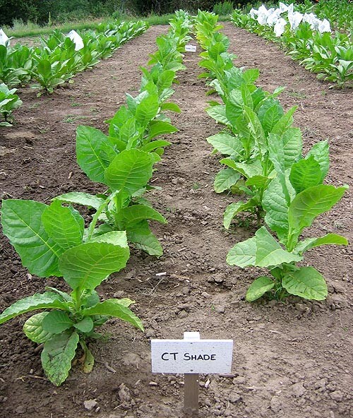 1000 Connecticut Shade Seeds ~ Fine Cigar Wrapper Nicotiana Tabacum ~ Huge!