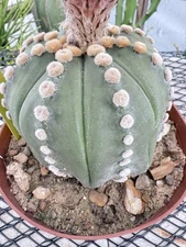 Astrophytum Asterias Ooibo Nudum Fukuryu Large Tufts