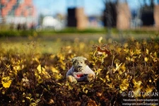 HELIOS 44K-4 58/2 | Pentax K PK mount | Sharp and functional - SAMPLES