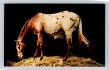 St Louis MO-Missouri, Appaloosa, Gateway Arch Museum, Vintage Souvenir Postcard