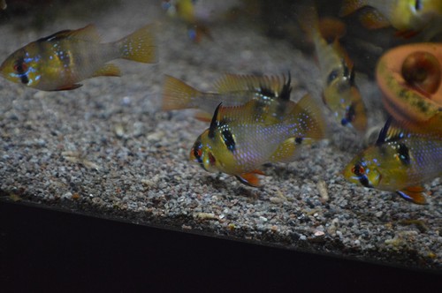 6 German Blue Rams Cichlids US Bred NOT IMPORTED - Picture 7 of 14