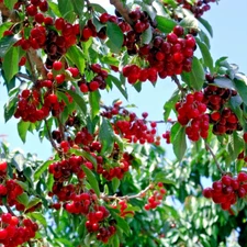 Sweet Mazzard Cherry Tree Seeds (Prunus avium) Edible Fruit, Fast, Hardy-Zone 4