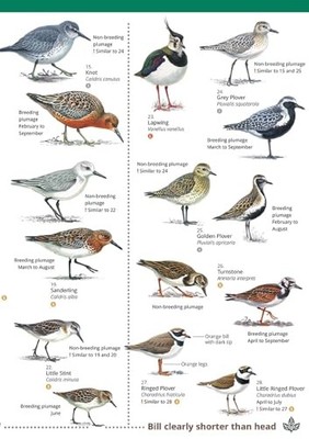 Wader of Britain and Ireland