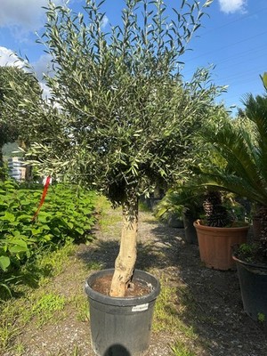 Olivenbaum ca. 40 Jahre Alt Winterhart bis -17 Hhe ca. 180cm Olea Europaea  | eBay.de