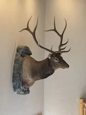 Huge Bull Elk - Elk Mount Taxidermy. 6 X 6 Colorado Bull 