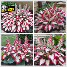 100 Hosta Seeds for Planting Outdoors Rare Perennial Flower Seeds Shade L.....