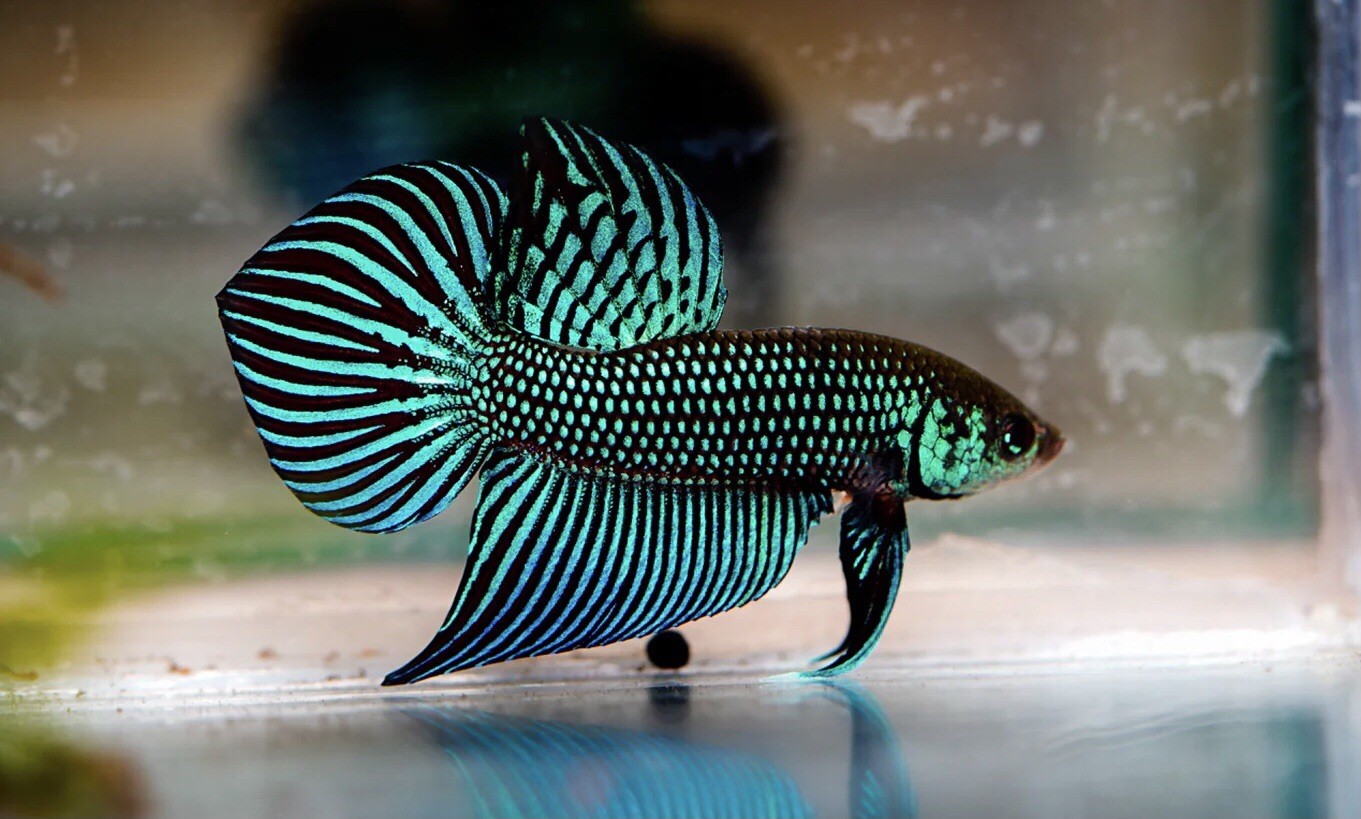 Green Smaragdina wild betta Male