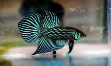 Green Smaragdina wild betta Male