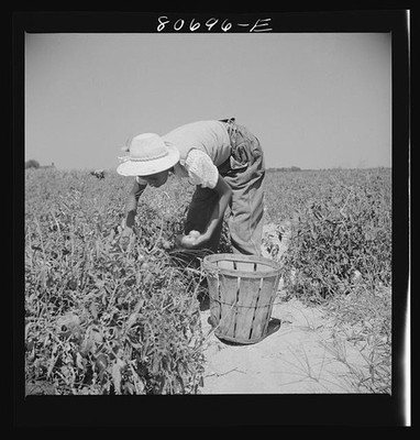 California 1930s Farm Worker Harvesting Tomatoes in Field with Basket