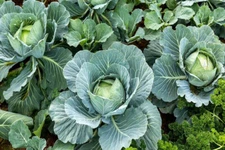 ALL SEASONS CABBAGE 250 SEEDS FRESH FOR GARDENS