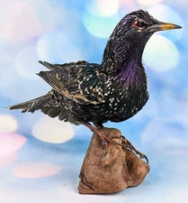O26b Starling Bird Taxidermy Display specimen Oddity Curiosity Décor collectible