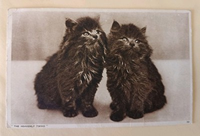 Alte Katzenpostkarte, Die himmlischen Zwillinge, verschickt 1943