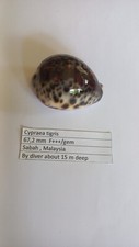 Cypraea  tigris  67,2 mm  F+++/gem