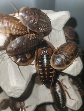 THE Great DUBIA Roach LIVE arrival guarantee w/Extras ALL SIZES AVAIL. S,M,L,XL
