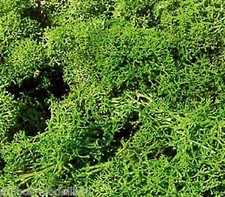 Heki 3219 (97,20€/kg) Islandmoos Moos Dekormoos hellgrün, 75g, Neu