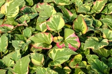 Houttuynia Cordata Chameleon Winter Hardy Aquatic Pond Bog Plant  Buy 2Get1 Free