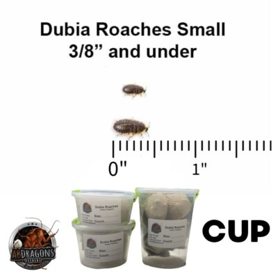 Live Dubia Roaches Small 3/8'' & Under Qty50-500 |Reptile Feeders |Live Guarantee