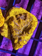 WYSIWYG 24K Leptoseris Lepto Live Coral Rainbow Multi LPS SPS Acro Zoa JF WWC