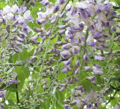 American Purple Wisteria frutescens Perennial vine, fragrant flowers 8  seeds | eBay