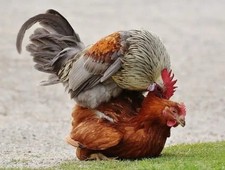 6 X Brown/cream Chicken  Eggs large🐥Fowl Great Layers🐤
