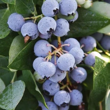 10 Sharpe Blue Blueberry  Bush - Vaccinium - Starter Plug