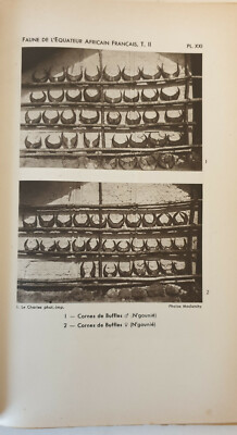 Encyclopédies - La faune d'afrique
