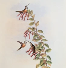 John Gould STRIP-THROATED HERMIT Hummingbirds Vintage Art Print Bookplate 37