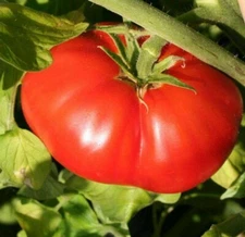 BEEFSTEAK TOMATO SEEDS 100+ GARDEN vegetables SAUCE salad SANDWICH FREE SHIPPING