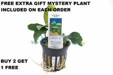 Anubias Barteri var. Nana Live Aquarium Plant Potted Plant tank BUY2GET1FREE