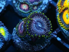 WWC Black Orchid Zoa *Double* - Live Coral Frag LPS