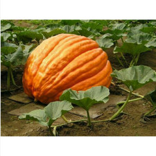 15 semi di ZUCCA GIGANTE BIG MAX + OMAGGIO 
