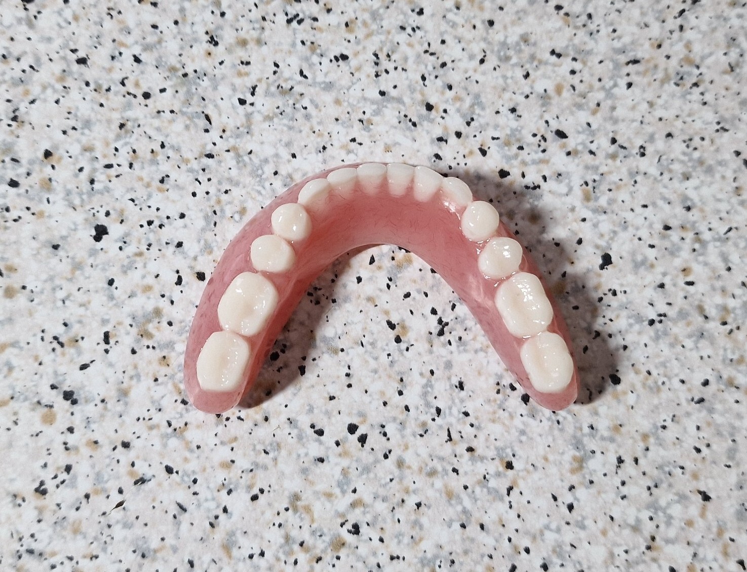 Brand New Denture/False Teeth,Lower,Novelty,Display,Props,Teaching aid