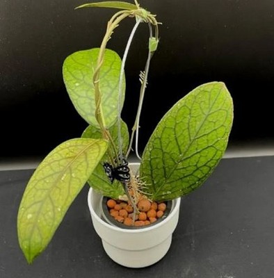Hoya Tanggamus Exotic Foliage Rare Unique