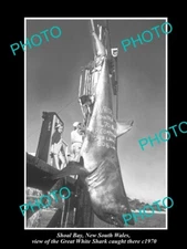 OLD POSTCARD SIZE PHOTO SHOAL BAY NEW SOUTH WALES GREAT WHITE SHARK CATCH 1970