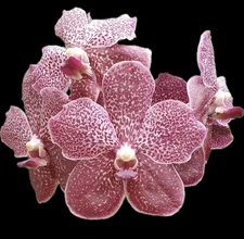 Vanda Tung Tung Diamond Orchid Plant