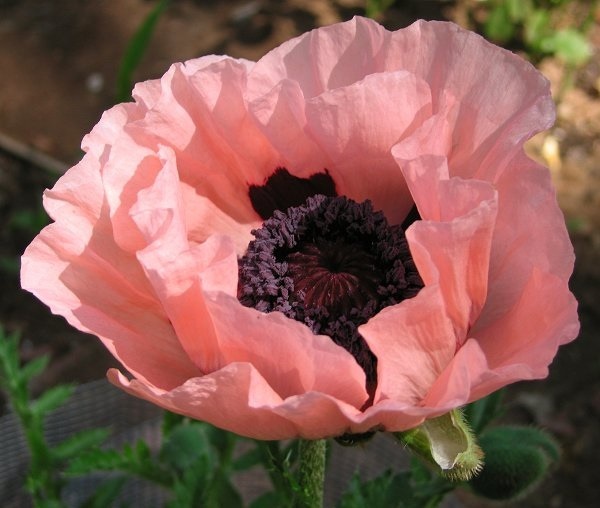 35+ PAPAVER ORIENTALE PRINCESS VICTORIA LOUISE POPPY FLOWER SEEDS