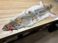 Tanned Western Heavy Coyote Hide Trapping Fur  # 0016203