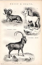 1880 PRINT ~ NATURAL HISTORY ~ GOATS ~ AMMON ~ BIG HORN ~ IBEX