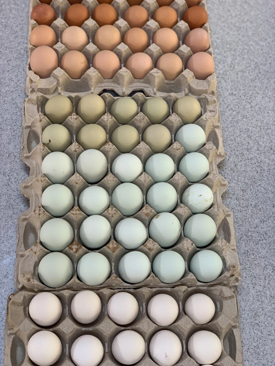 Australorp Chickens Eggs