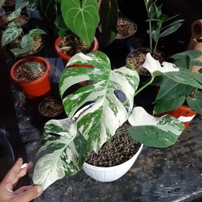 photinia dicker toni Photinia Fraseri Dicker Toni 3L – Almondsbury Garden Centre