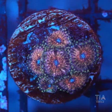 Purple Mist Zoanthias - NOT WYSIWG | Live Softies Coral | Aquacultured