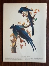 VINTAGE 1940's AUDUBON BIRD ART PRINT, COLLIE'S MAGPIE-JAY