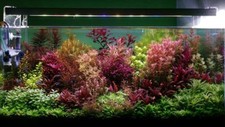 live aquarium plants 59 Stems Cuttings Colorful And Great Variety FREE S/H  