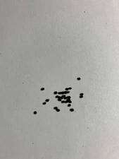 rare exotic cactus seeds