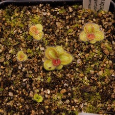 Drosera squamosa "sand form giant" (Yarloop) - Tuber (2-3mm)
