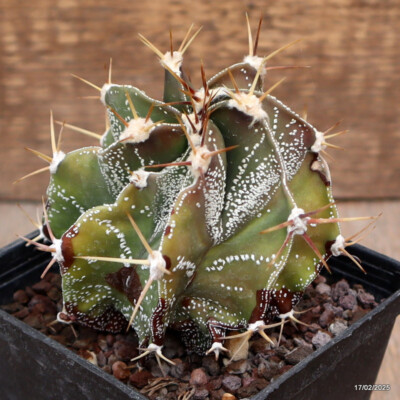 A5977 ASTROPHYTUM ORNATUM pot9-H9-W9 cm MaMa Cactus | eBay