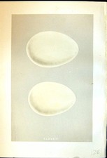 Old Morris C1875 Natural History British Bird Eggs Pink-Footed Goose Victorian