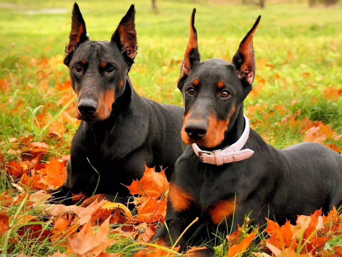 Domain pinscher cheap puppies
